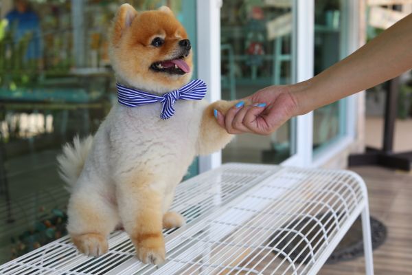 Augusta Pets