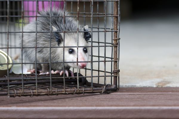 Augusta Wildlife Removal