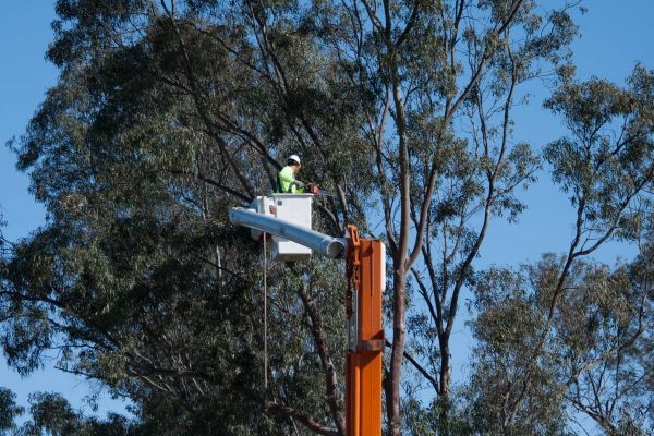 Augusta Tree Trimming