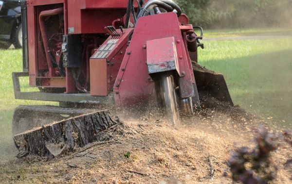 Augusta Tree Removal