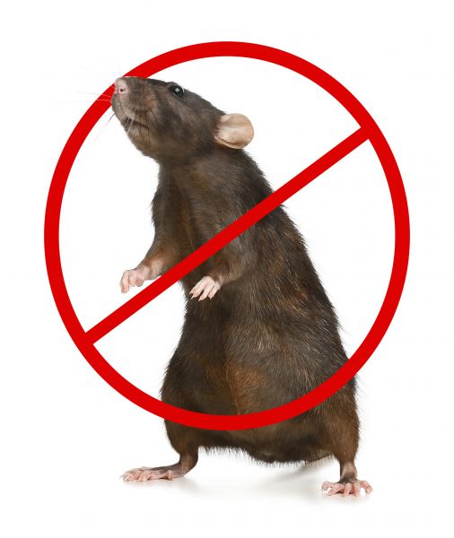 Augusta Pest Control Service