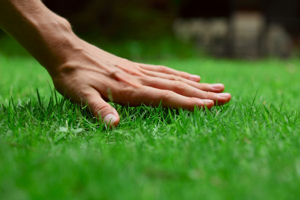 Augusta Lawn Treatment